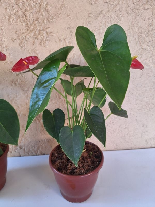 Item 870167 - Image 1