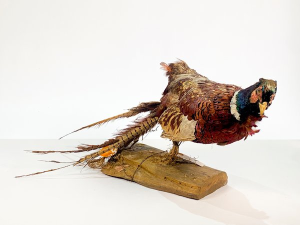 Pavo Real Embalsamado con Detalles - imagen 1