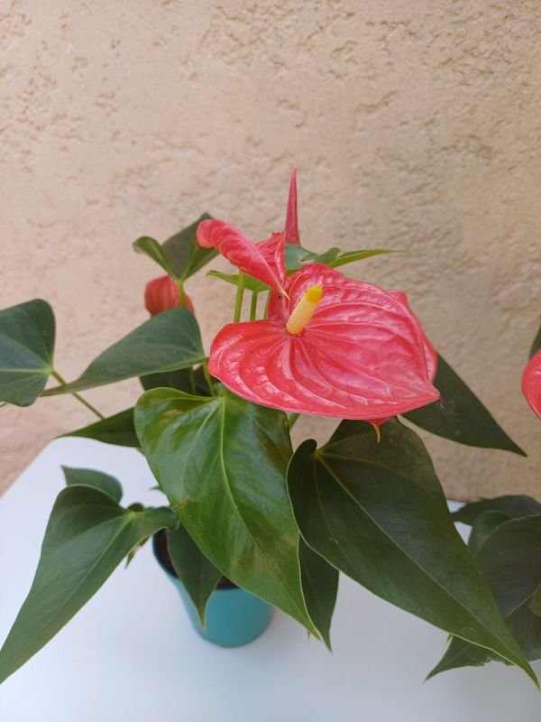 Plantas y flores en macetas - imagen 4