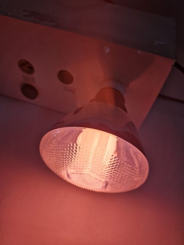 Lámpara EUROLUX 25W REd, 8000 horas - imagen 2