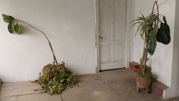 4 Macetas con Gomeros y Plantas Varias - imagen 1