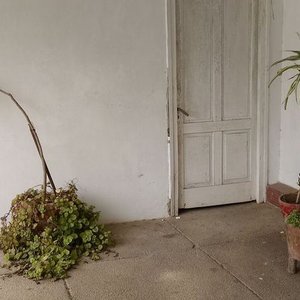 4 Macetas con Gomeros y Plantas Varias - imagen 1
