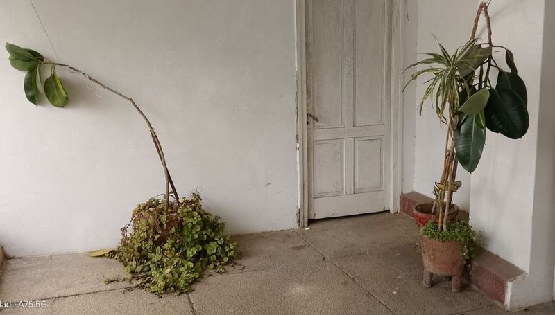 4 Macetas con Gomeros y Plantas Varias