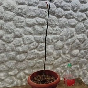 Rosal de Pie con Floración Rosa en Maceta de 2 Litros - imagen 6