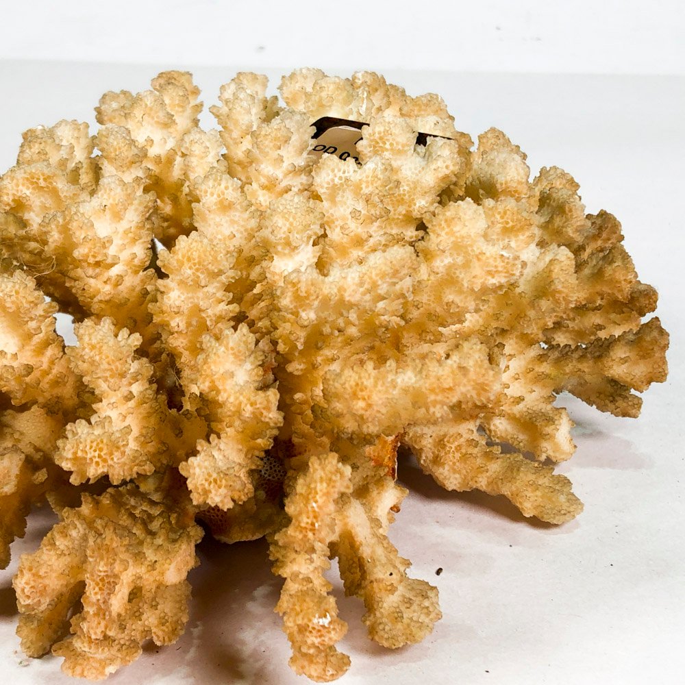 Piedra de coral de 19 cm - Análisis detallado - imagen 3