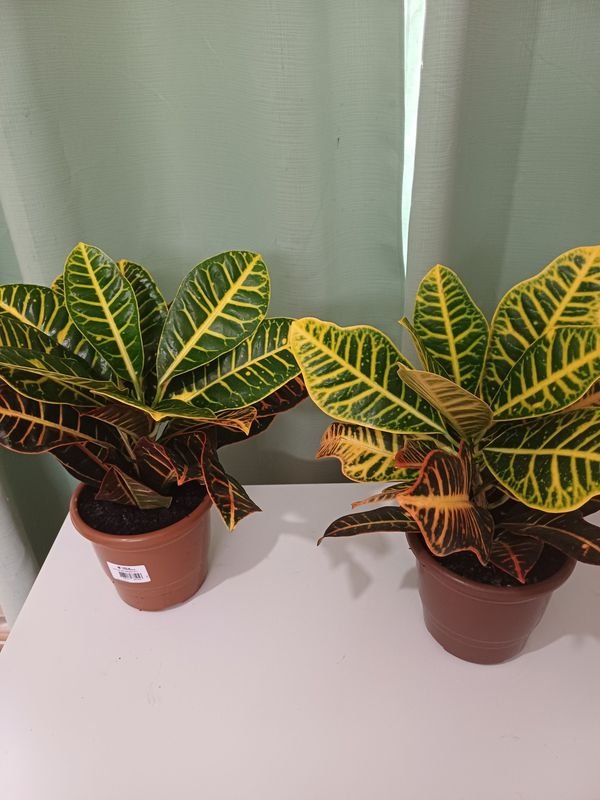 Item 848669 - Image 2