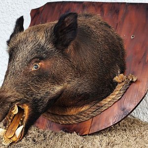 Lote anterior: Cabeza de Jabalí Taxidermizada con Colmillos sobre Placa de Madera