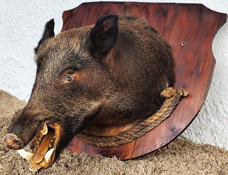 Cabeza de Jabalí Taxidermizada con Colmillos sobre Placa de Madera