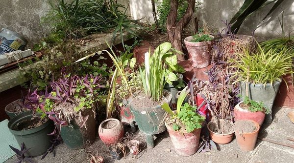 Lote de Macetas con y sin Plantas Variadas - imagen 1