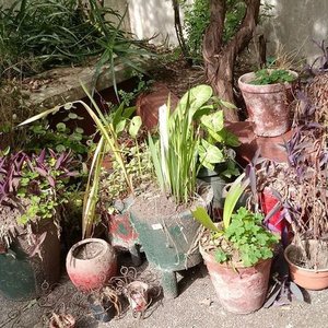 Lote de Macetas con y sin Plantas Variadas - imagen 1