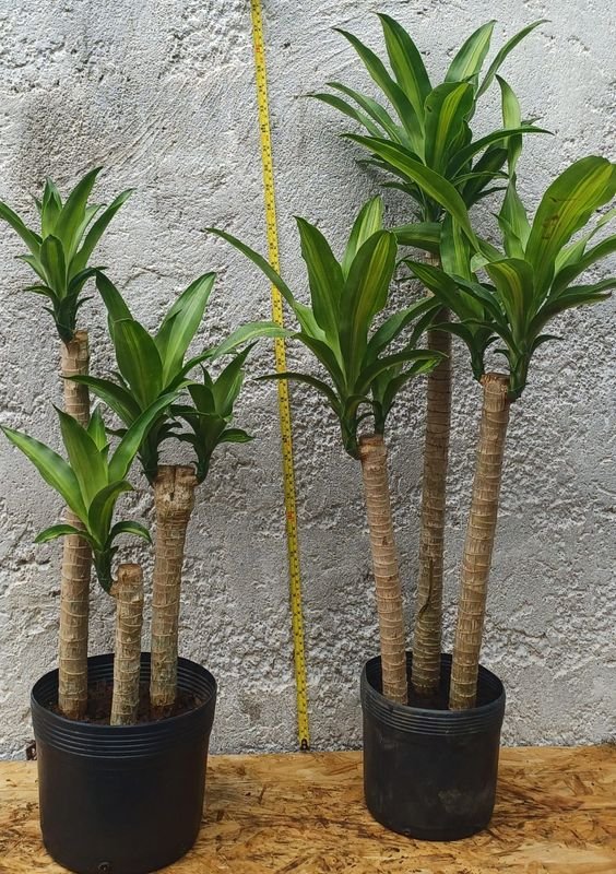 Item 929856 - Image 2