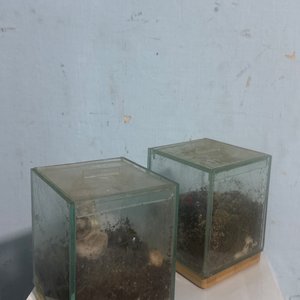 Lote siguiente: Dos Invernaderos Pequeños de Vidrio y Madera