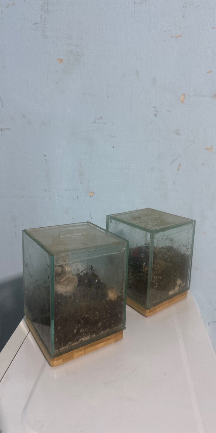 Dos Invernaderos Pequeños de Vidrio y Madera
