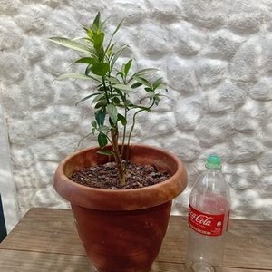Planta Dama de la Noche en Maceta con Envase de 2 Litros - imagen 5