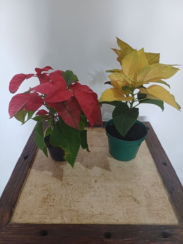 Item 852634 - Image 0