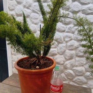 Helecho Espárrago en Maceta Naranja con Envase de 2 Litros - imagen 3