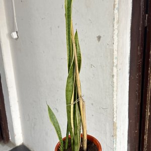 Lote siguiente: Planta 
