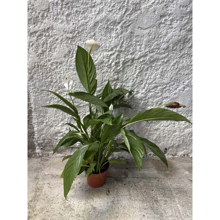 Item 2113575 - Image 0