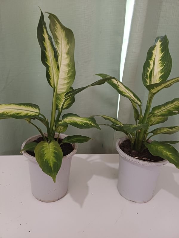 Item 848673 - Image 2