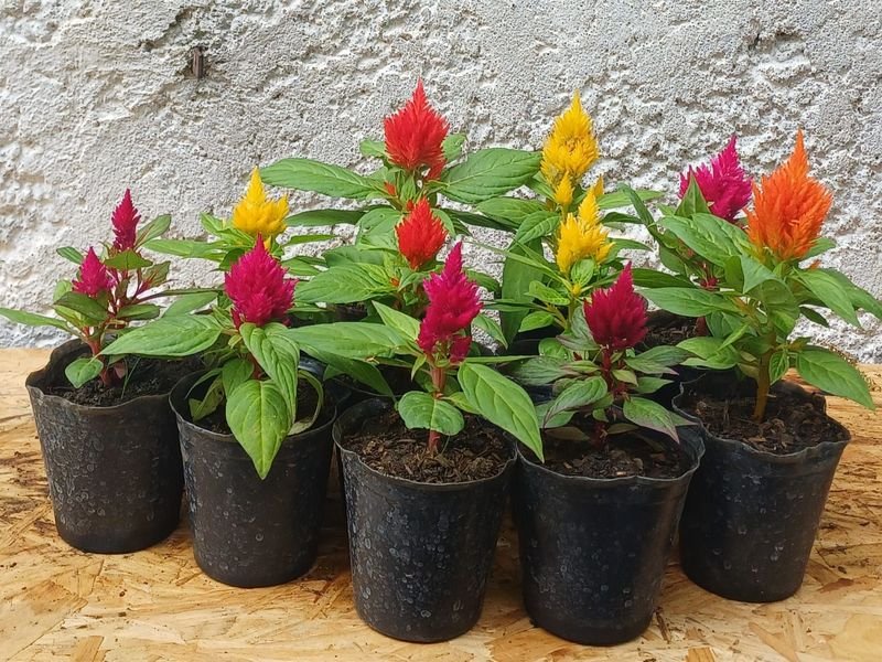 Item 929726 - Image 0