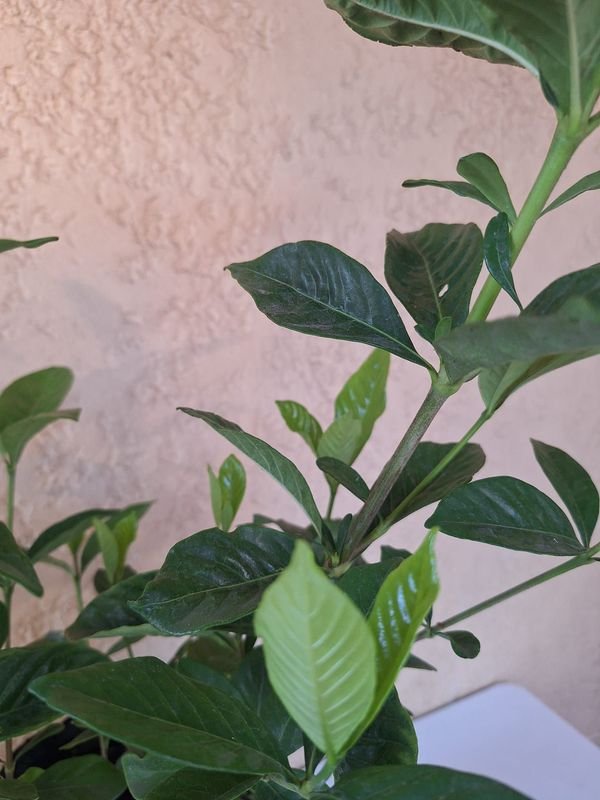 Item 870084 - Image 1