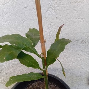 Planta "Ilusión de Novia" con Floración Nocturna en Maceta Negra - imagen 3