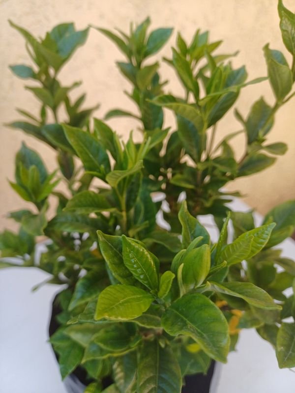 Planta en maceta, detalles de jardinería - imagen 4