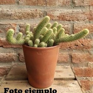 Cactus de Encaje (Mammillaria elongata) en Floración - imagen 5