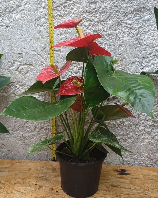 Anthurio de Gran tamaño, 60cm. (rojo, rosa y blanco) - imagen 3