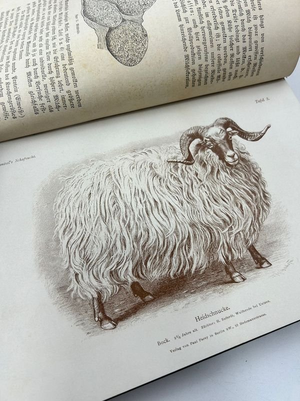 Libro técnico sobre ganadería de ovejas, 1892, Paul Parey, Berlín - imagen 6