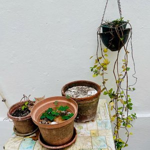 Lote de Macetas de Barro y Colgantes con Helecho - imagen 4
