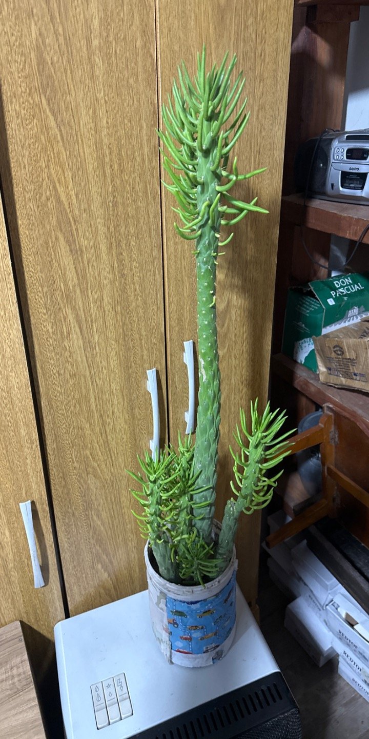 Lote anterior: Planta de Cactus en Maceta